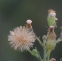 Erigeron sumatrensis / Daisy or Sunflower