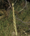 Elymus athericus / Grass