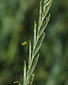 Elymus repens / Grass