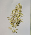 Eragrostis cilianensis / Grass