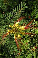 Erythrostemon gilliesii / Pea or Bean
