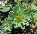 Filago pygmaea / Daisy or Sunflower
