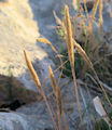 Gastridium ventricosum / Grass