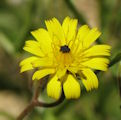 Hedypnois rhagadioloides / Daisy or Sunflower