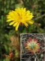 Hypochaeris achyrophorus / Daisy or Sunflower