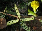 Hippocrepis biflora / Pea or Bean