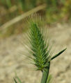Hordeum marinum subsp. marinum / Grass