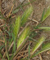 Hordeum murinum subsp. leporinum / Grass
