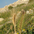 Hordeum murinum subsp. murinum / Grass