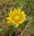 Helminthotheca echioides / Daisy or Sunflower