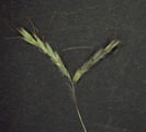 Hyparrhenia hirta / Grass