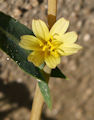 Lactuca saligna / Daisy or Sunflower