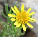 Limbarda crithmoides / Daisy or Sunflower