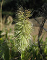 Lamarckia aurea / Grass