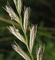 Lolium multiflorum / Grass
