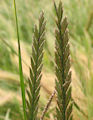 Lolium perenne / Grass