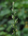 Lolium rigidum / Grass