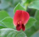 Lotus tetragonolobus / Pea or Bean