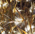 Lygeum spartum / Grass