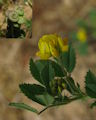 Medicago tornata / Pea or Bean