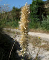 Melica ciliata / Grass