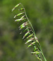 Melica minuta / Grass