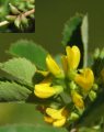 Melilotus siculus / Pea or Bean