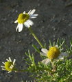 Matricaria chamomilla / Daisy or Sunflower