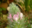 Ononis alopecuroides / Pea or Bean