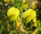 Ononis ramosissima / Pea or Bean