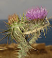Onopordum tauricum / Daisy or Sunflower