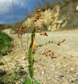 Panicum miliaceum / Grass