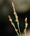 Panicum repens / Grass
