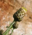 Phagnalon rupestre subsp. rupestre / Daisy or Sunflower