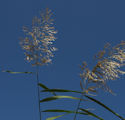 Phragmites australis / Grass