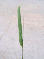 Phalaris aquatica / Grass