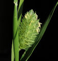 Phalaris brachystachys / Grass
