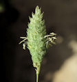 Phalaris canariensis / Grass