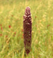 Phalaris coerulescens / Grass