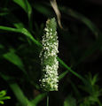 Phalaris minor / Grass