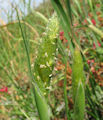 Phalaris paradoxa / Grass