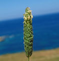 Phalaris truncata / Grass