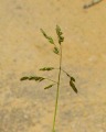 Poa annua / Grass
