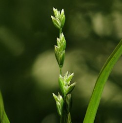 Poa infirma / Grass