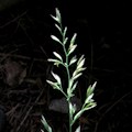Poa trivialis / Grass