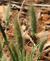 Polypogon maritimus / Grass