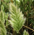 Polypogon monspeliensis / Grass