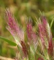 Polypogon subspathaceus / Grass