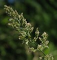 Polypogon viridis / Grass