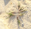 Parapholis incurva / Grass